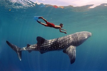 Maafushi: Whale sharks & Manta rays snorkeling with Dolphin watching