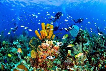 Catamaran and Snorkeling Day Trip to Catalina