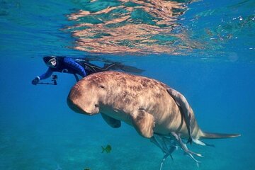 Abu Dabbab National Park over day Snorkel With Turtles & Dugong - Marsa Alam