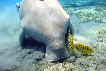 Abu Dabbab Beach Snorkeling Adventure with Lunch