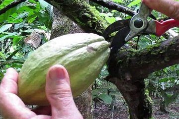 Bocas Cacao Farm Tour