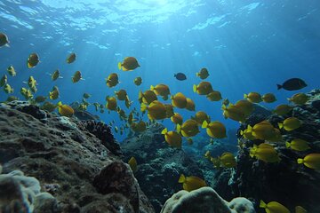 3 Hours Marine Preserve Reef Snorkel & Offshore Adventure in Hawaii