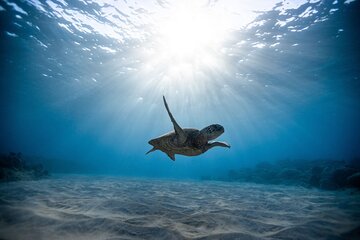 Save 38.00%! Turtle Snorkeling Adventure (Boat Tour)
