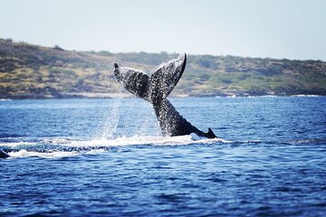HI Ocean Advocates: Private & Semi-Private Luxury boat dolphin watch & snorkel