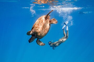 Waikiki Snorkel Boat Tour