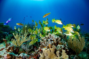 Snorkeling in Puerto Morelos with a certified guide!