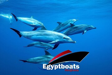 PRIVATE! | 4-hour Speed Boat Trip | Swim With Dolphins, Snorkeling & Island