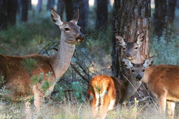 Donana National Park in Two Days from Seville