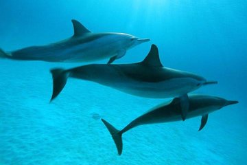 Dolphin tour & banana boat fun with snorkeling from Hurghada