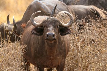 Nairobi Attractions 6.a.m To 4.p.m