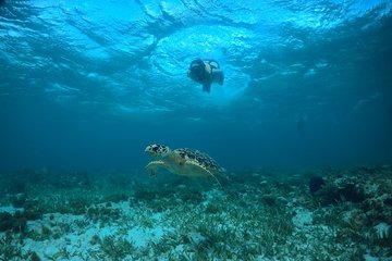 Jet Ski, Snorkeling and Parasail