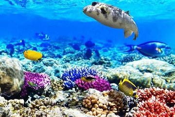 Ras Muhammad National Park: Snorkeling Tour with White Island