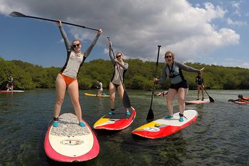 Exploring Mangrove by Stand Up Paddle