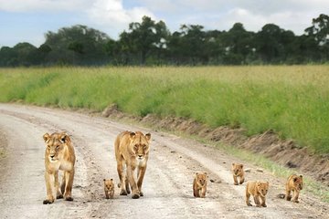 Nairobi wildlife Tour; National park, Elephant orphanage, Giraffe center.