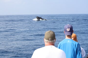 'IMILOA - Express Whale Watch Cocktail Tour