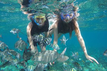 Snorkel in Waikiki! Many Fish! Safe and shallow Spot 1