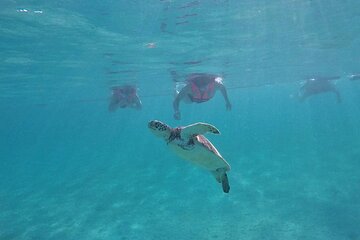 Snorkeling with Turtles in Akumal in a Small Group