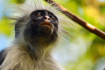 Jozani Forest Tour; Mnemba Island Snorkeling; Baraka Aquarium; Kendwa Beach