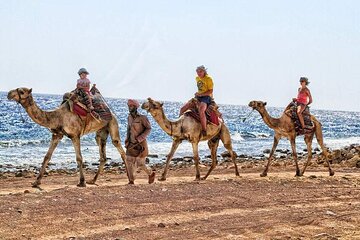 Snorkel & Camel Ride In Dahab From Sharm El Sheikh