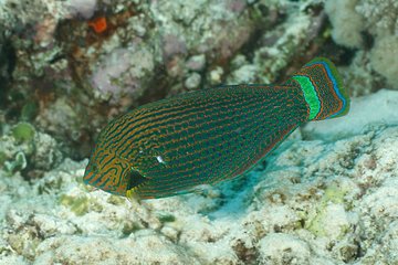 Redang Island Snorkeling Tour from Kuala Terengganu