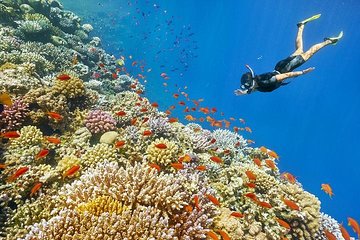 Mahmaya - Giftun Snorkelling Trip