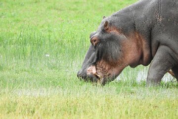 Amboseli national park Private Day Safari