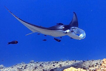 Honokohau Manta Ray Night Snorkel in Kailua-Kona, HI
