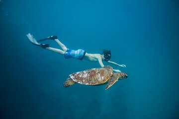Freedom Turtle Snorkeling