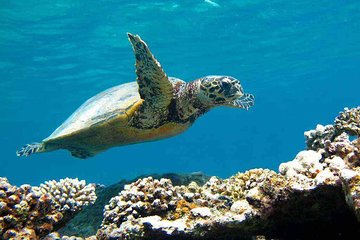 Coral Garden Amazing Snorkeling Sea Trip With Lunch and Transfer - Marsa Alam