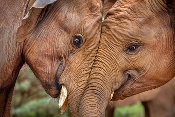 Rescued Baby Elephants trust/Giraffe Centre/Karen Blixen/Bomas of Kenya