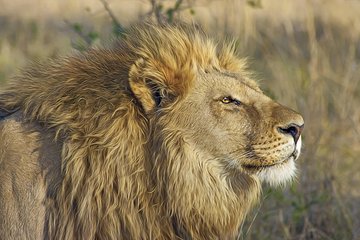 Nairobi Park 6.a.m - 11.a.m Wildlife Safari
