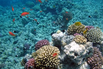 Giftun Island Budget Snorkeling Trip from Hurghada