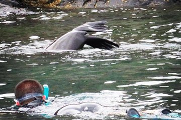 Kangaroo Island Ocean Safari - Snorkeling Safari