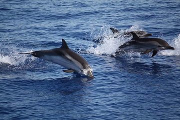 Dolphin Sighting Tour with Snorkeling