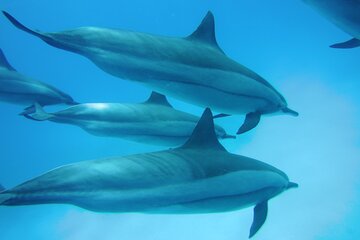 Swimming with Dolphin VIP Snorkeling Sea Trip With Lunch and Transfer - Hurghada