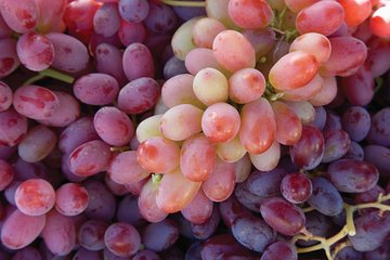 6 Hour Private Wine Sonoma Tours Mercedes-Benz Sprinter Passengers Van