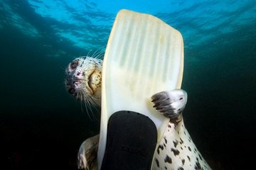 Snorkel and Kayak Near Seals: Vancouver Boat Tour