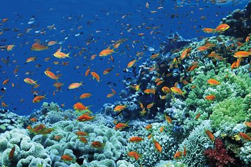 Tiran Island Full Day Sea Cruise with Snorkeling and Diving with Lunch and More
