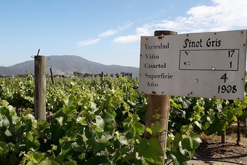 Casablanca Valley Wine Innovation Tour: Emiliana and Bodegas RE Vineyards