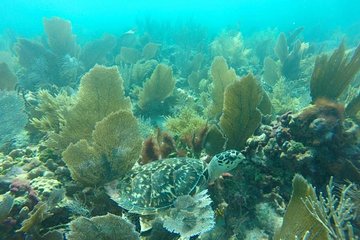 San Juan Guided Snorkel Tour