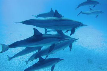 Swim With Dolphin in Sataya Reef Snorkeling Sea Trip With Lunch - Marsa Alam
