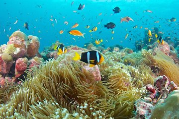 Bali Full Day Tour - Blue Lagoon Snorkeling Tour