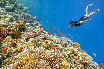 Red Sea Snorkeling from Hurghada