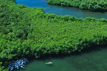 Best of Mangrove Lagoon Kayak, Hike and Snorkel Adventure with Picnic Lunch