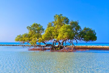 Hamata and Qulaan Islands Snorkeling Sea Trip With Lunch and Transfer
