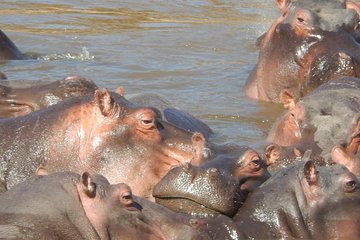 Lake Nakuru National Park Day Tour Via Lake Naivasha