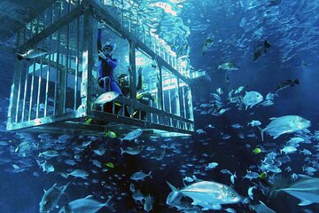Cage Snorkeling Dubai Mall Aquarium