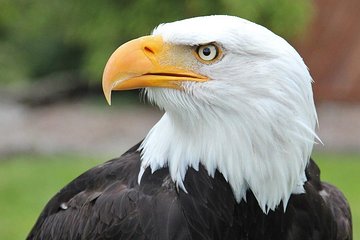 Premium Sitka Scenic Tour: Alaska Raptor Center, Fortress of the Bears,Totems!