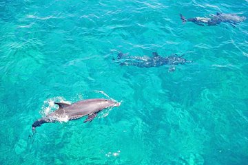 Dolphin house trip , Snorkeling ,Lunch and Water sport.
