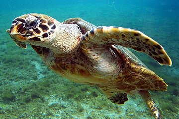 Marsa Mubarak Snorkeling Sea Trip With Transfer and Lunch - Marsa Alam
